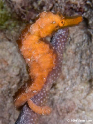 Large seahorse, Bonaire, May 2008. Canon 400D and 60mm lens. by Susan Lunn 